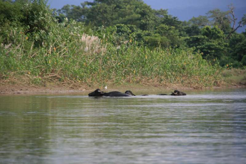 India & Nepal 2011 - 0592